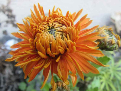 chrys Mandarine.jpg