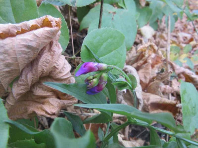Lathyrus vernus Herbst.jpg