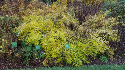 Amsonia elliptica Asiatische Amsonia PB080213.JPG
