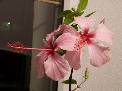 2015-11-08 Hibiscus versicolor.jpg