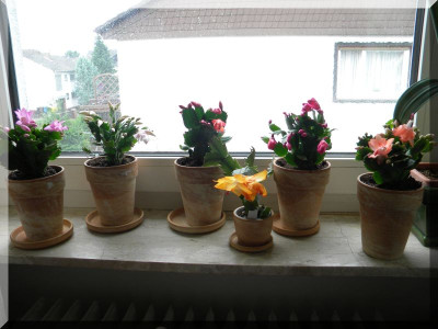 DSCN5101_6.jpg