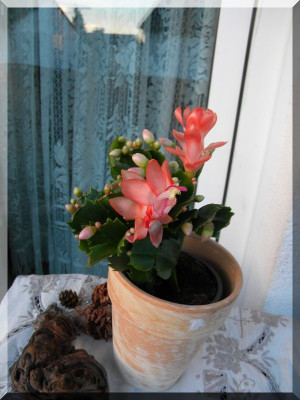 DSCN5095_6.jpg