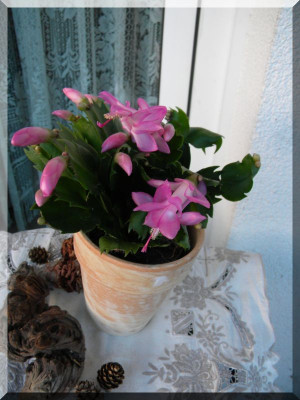 DSCN5097_6.jpg