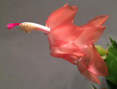 Schlumbergera Thor Freya 11-2015.jpg