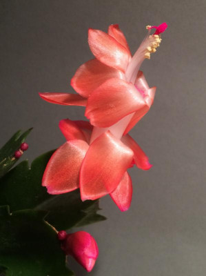 Schlumbergera Thor Olivia 11-2015.jpg