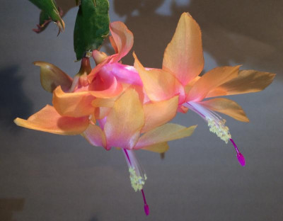 Schlumbergera Sol Brasil 11-2015.jpg