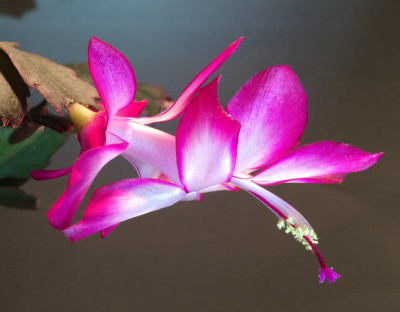 Schlumbergera pink weiss 11-2015.jpg