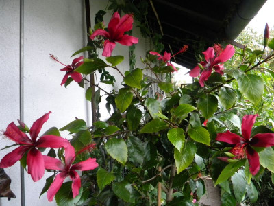 1_DSCN8983_6.jpg