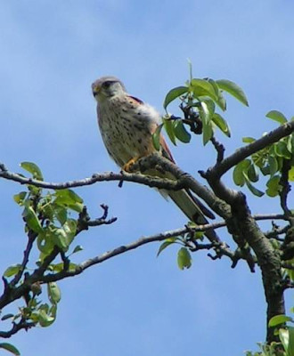FalcoTinnunculus-Turmfalke51.jpg