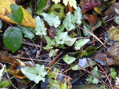 2015-11-07 Cyclamen hederifolium 'Pewter Group'.jpg