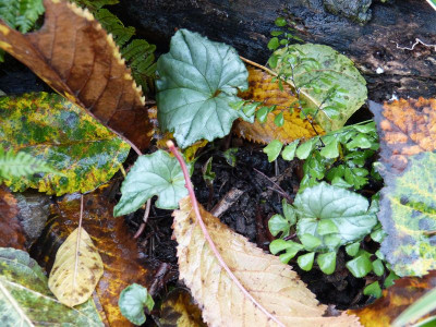2015-11-07 Cyclamen hederifolium agarökonom.jpg
