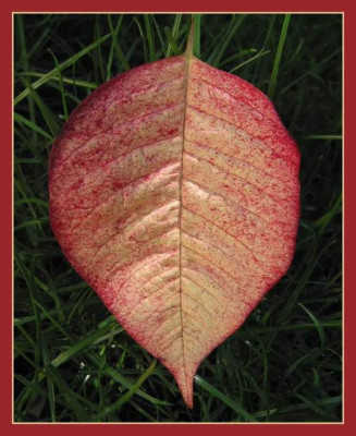 BLATT_SA_1908_R.jpg