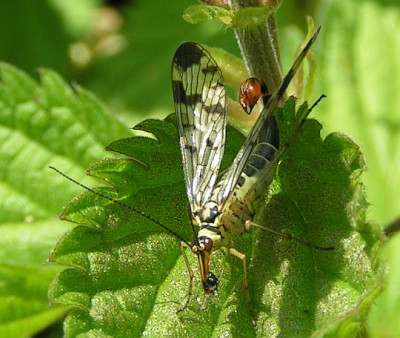 Panorpa_communis_-_Gemeine_Skorpionsfliege_03.jpg