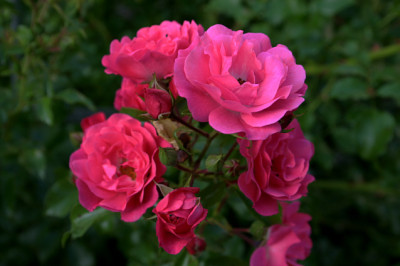 Rose Heidetraum0608.jpg