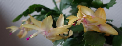 Vergleich gelber Schlumbergera-Sorten1.jpg