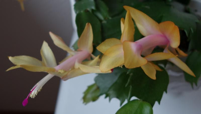 Vergleich gelber Schlumbergera-Sorten2.jpg