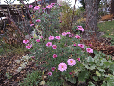 DSCN8577_1008.JPG
