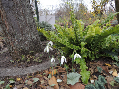 G.reginae olgae 11-15.JPG