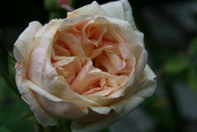Gloire_de_DijonKopie_2006.jpg