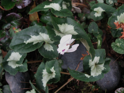 Cyc. hed. 'Tilebarn Shirley'   ...  11.11.15 012.jpg