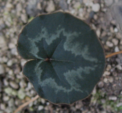 C. mirabile   ...  11.11.15 018.jpg