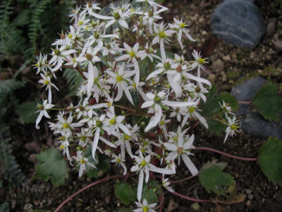 'Mt. Nachi' ...  11.11.15 002.jpg