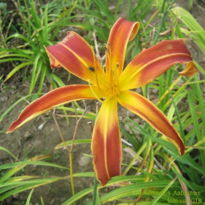 Aabachee_3153_r11.jpg