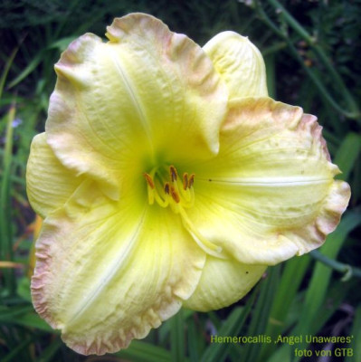 Angel_Unawares_3149_r11.jpg