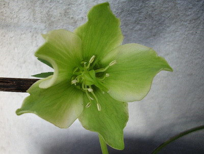 h.bocconei 1.jpg