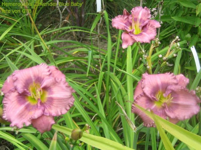 Lavender_Blue_Baby_31401.jpg