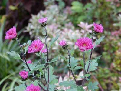 2015-11-11 Chrysanthemum ''Ewald''.jpg