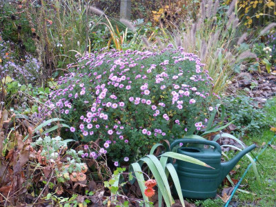2015-11-11 Chrysanthemum 'Mei-kyo'.jpg