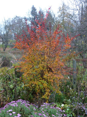2015-11-11 Berberis.jpg