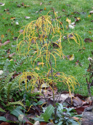 2015-11-11 Rhamnus frangula 'Asplenifolia'.jpg