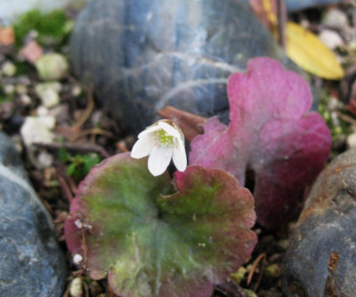 Hepatica henryi  ...  12.11.15 009.jpg