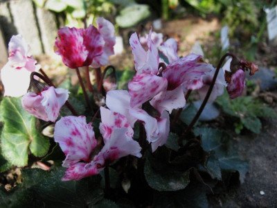 Cyclamen Monster  ...  12.11.15 006.jpg