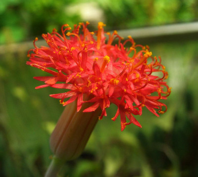 Senecio_stapeliaeformis_06.jpg