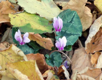 Cyclamen.JPG