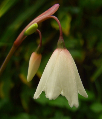 Acis_autumnalis_06.jpg