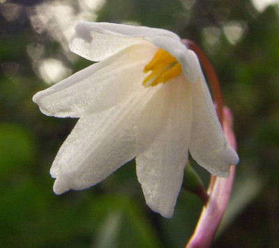 Acis_autumnalis_von_unten.jpg