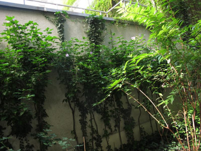 hibiskusokt.img.JPG