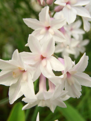 Tulbaghia_comminsii_06.jpg