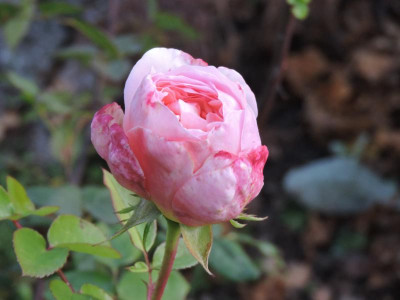 DSCN2735.JPG