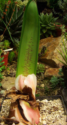 Haemanthus_coccineus.jpg
