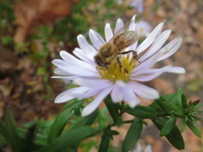 Chrysanthemum 'Hebe'_2981.jpg