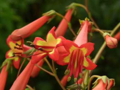 Phygelius_06.jpg