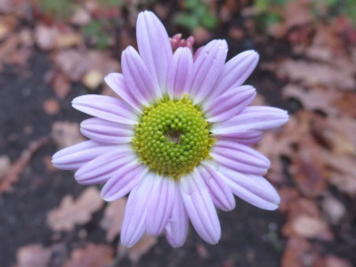 Chrysanthemum 'Hebe'_2985.jpg