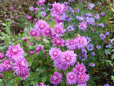 2015-11-13 Chrysanthemum 1.jpg