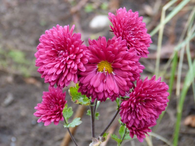 2015-11-13 Chrysanthemum 'Brennpunkt'.jpg