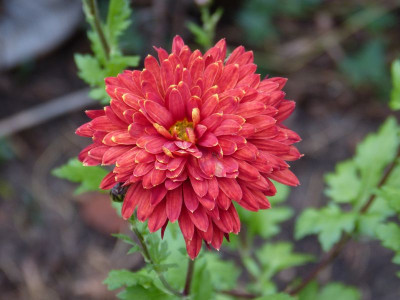 2015-11-13 Chrysanthemum 'Königssohn'.jpg